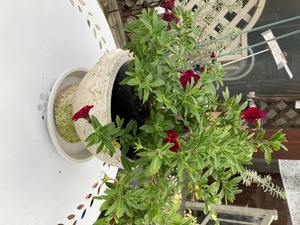 683277F0-BF2B-4236-BA73-08DF29E34FCF.jpeg