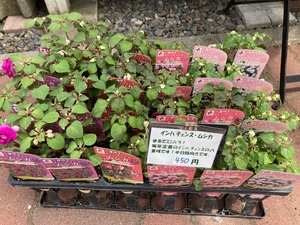 B27CE602-A348-45CE-977C-03CC073A14FB.jpeg