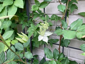 C9A84407-B6DA-4BA0-8F50-E2EE8E74B546.jpeg