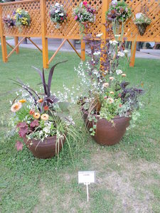 CA3C0007.JPG