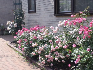 CA3C0150.JPG