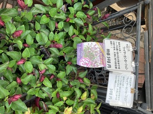 E79A896A-C849-469E-9710-A8ED609AF5B7.jpeg